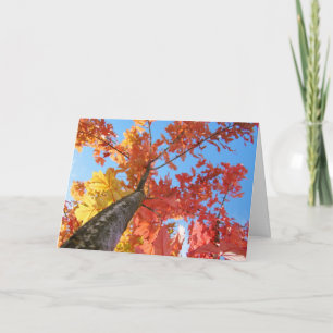 Autumn Leaves Greeting Cards Colourful Fall Tree