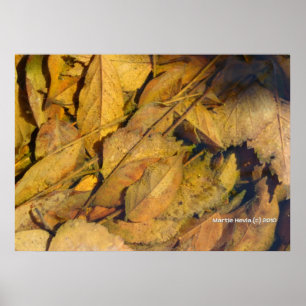 Autumn Leaves in a Rain Puddle Poster