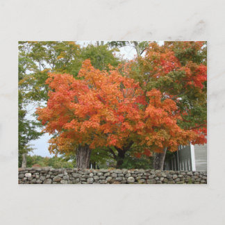 Autumn Leaves in New England Postcard