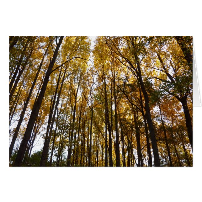 Autumn Leaves in the Morning Maryland Nature (Front Horizontal)