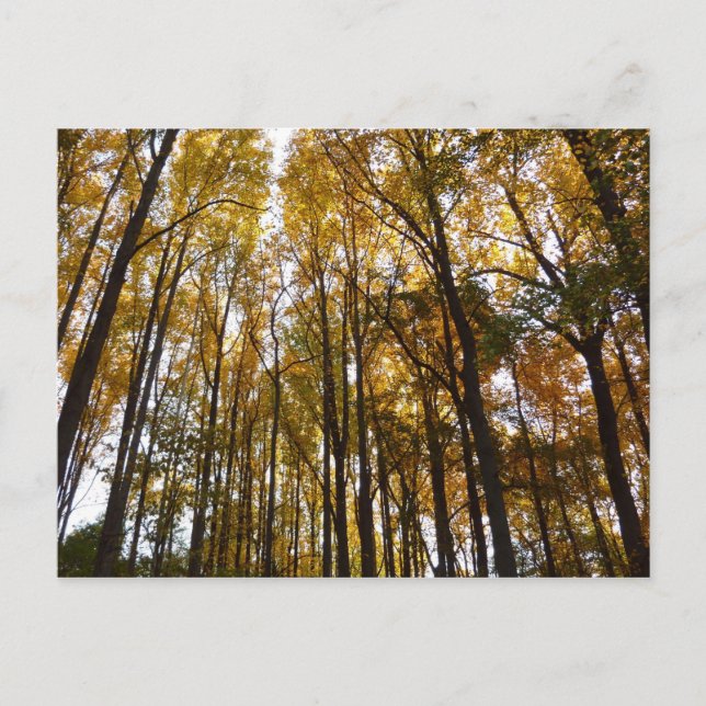 Autumn Leaves in the Morning Maryland Nature Postcard (Front)