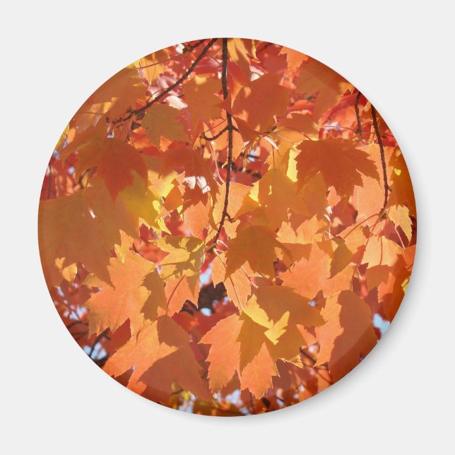 Autumn Leaves magnets Fall art Orange Tree Leaves (Front)