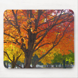 Autumn Leaves of Yellow and Orange Photo Mouse Pad