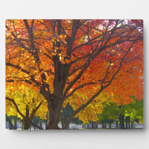 Autumn Leaves of Yellow and Orange Photo Plaque