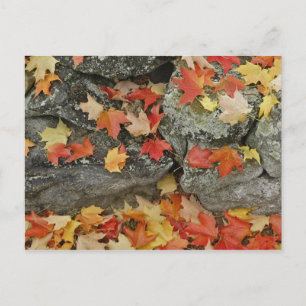 Autumn leaves on stone wall, Minute Man Postcard