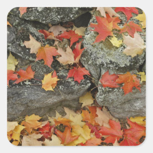 Autumn leaves on stone wall, Minute Man Square Sticker