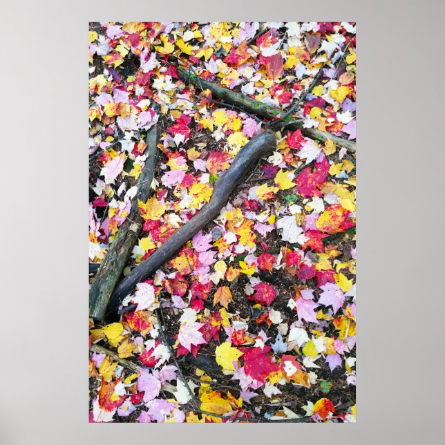 Autumn leaves on the ground poster (Front)