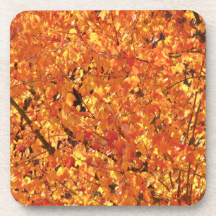 Autumn Leaves on Tree - photograph. Coaster