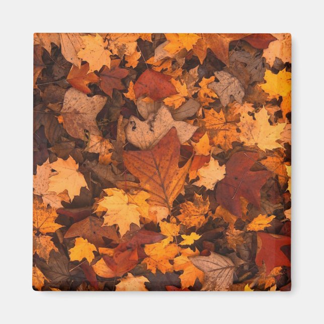 Autumn Leaves Photo Magnet (Front)