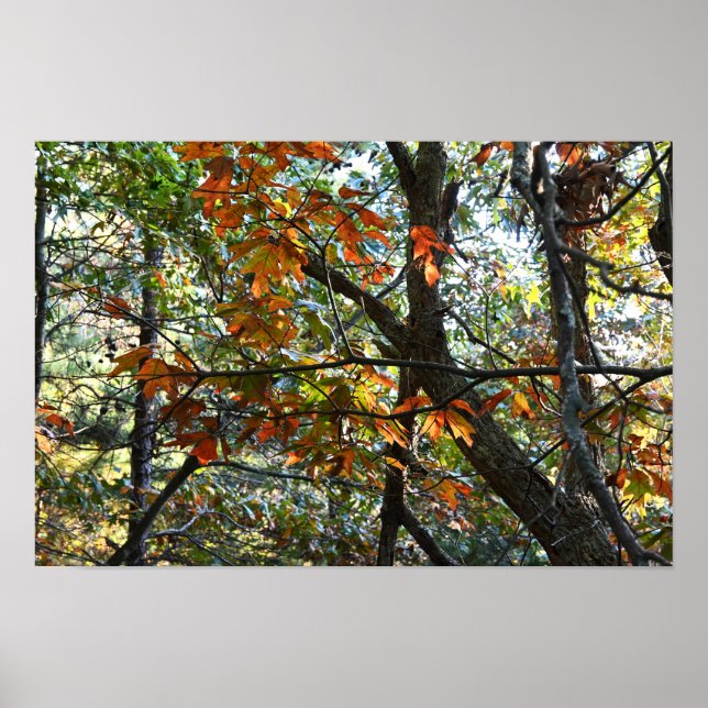 Autumn Leaves Photo Poster (Front)