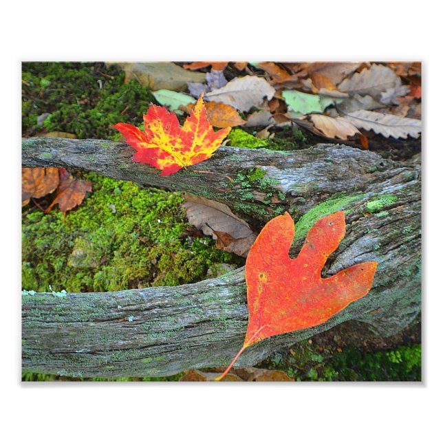 Autumn Leaves Photo Print (Front)