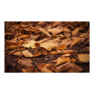 Autumn leaves photo print