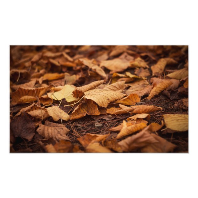 Autumn leaves photo print (Front)