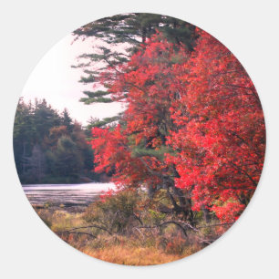 Autumn Leaves Pond Nature  Classic Round Sticker