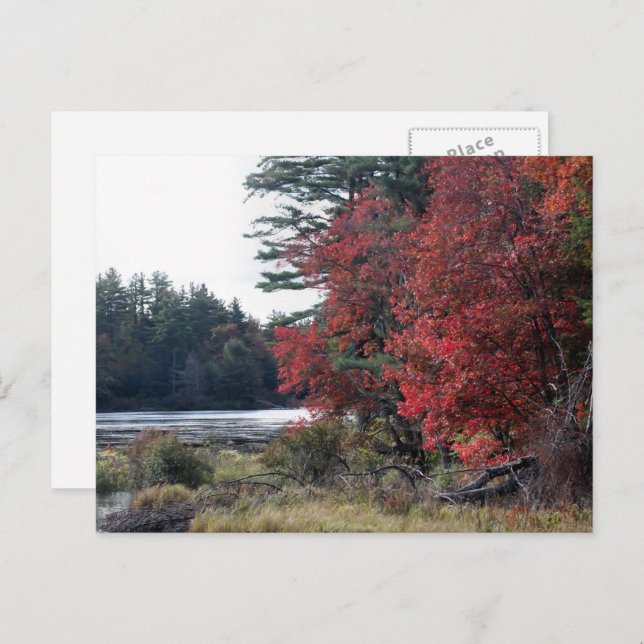 Autumn Leaves Pond Nature Photography  Postcard (Front/Back)