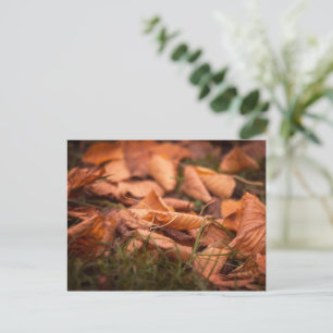 Autumn leaves postcard