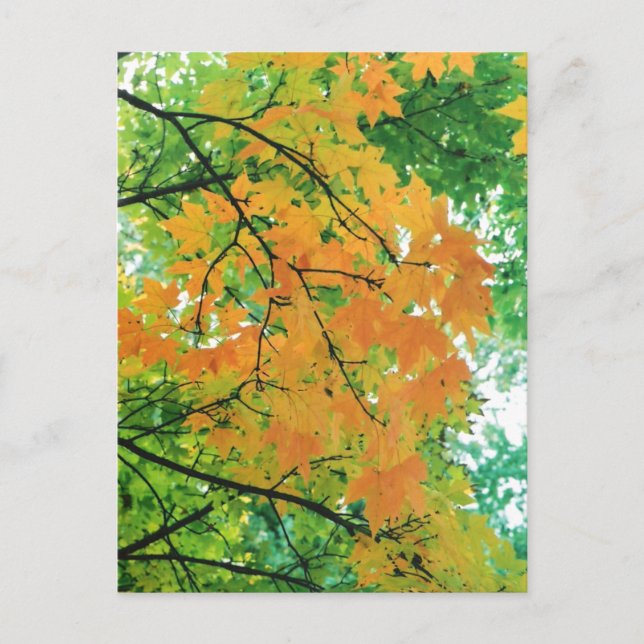 Autumn Leaves Postcard (Front)
