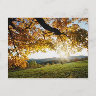 Autumn Leaves Postcard