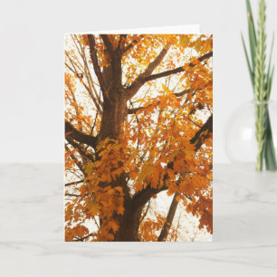 Autumn Leaves Postcard