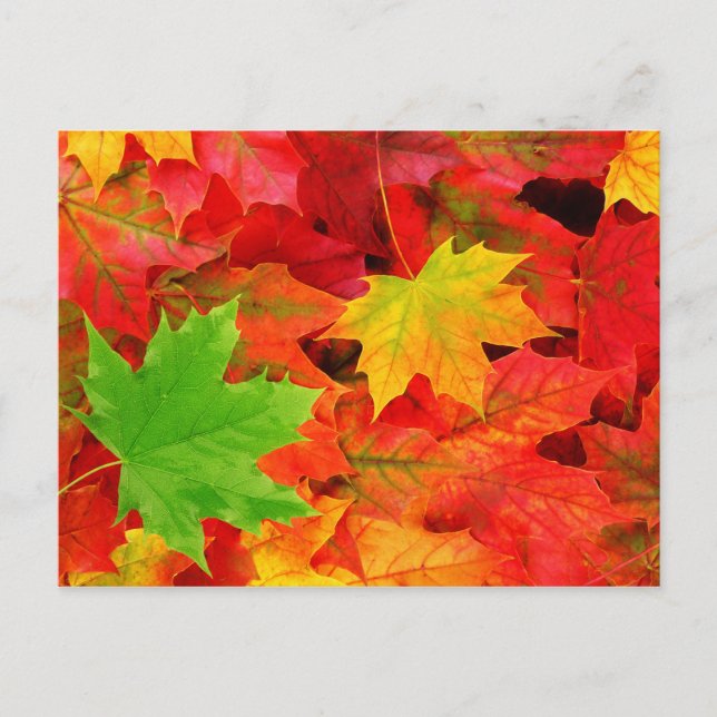 Autumn Leaves Postcard (Front)