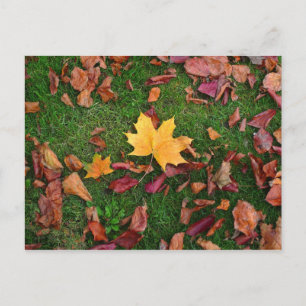 Autumn Leaves Postcard