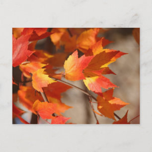 Autumn Leaves Postcard