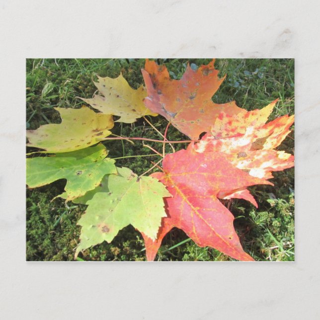 Autumn leaves postcard (Front)