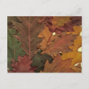 Autumn Leaves Postcard