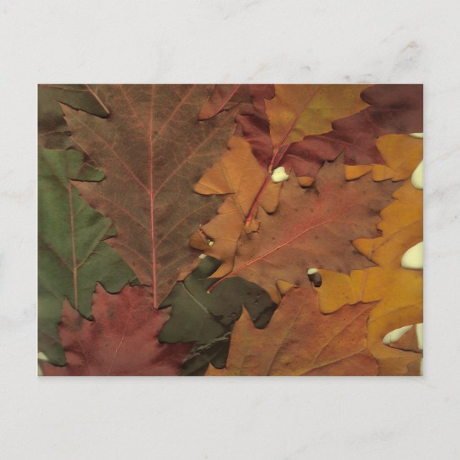 Autumn Leaves Postcard (Front)