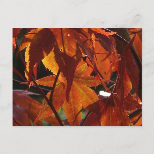 Autumn Leaves Postcard (Front)