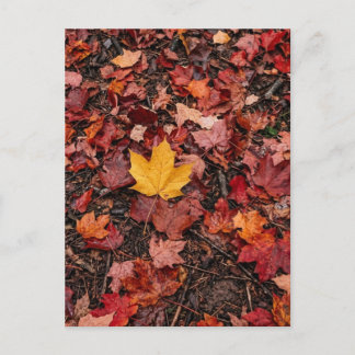 Autumn Leaves Postcard