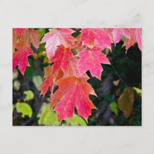Autumn Leaves Postcard