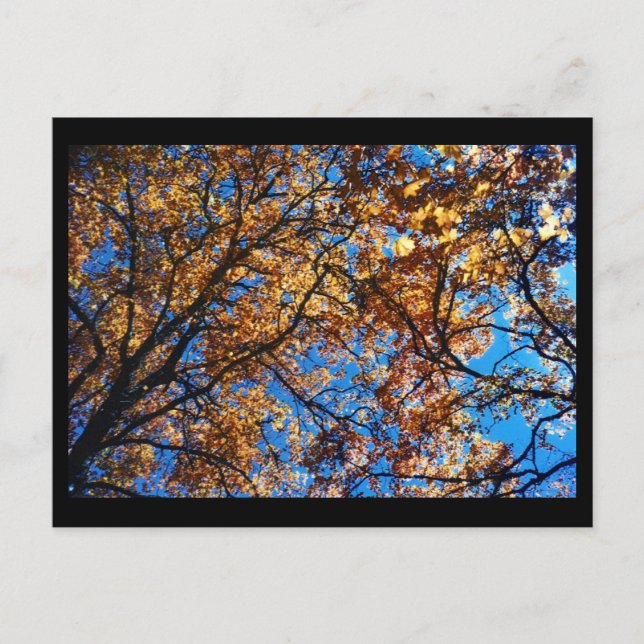 Autumn Leaves Postcard (Front)