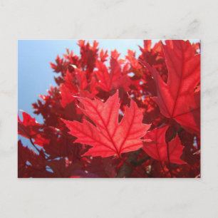 Autumn Leaves postcard custom Red Fall Tree Leaves