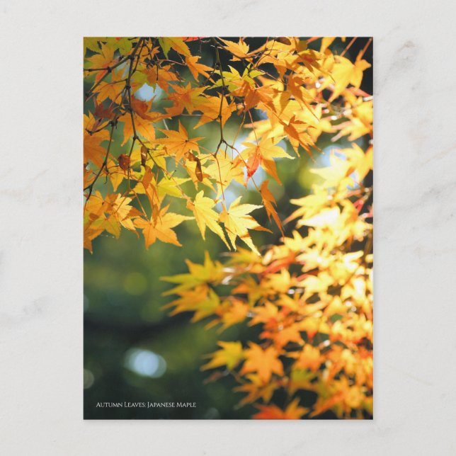 Autumn Leaves [Postcard] Postcard (Front)