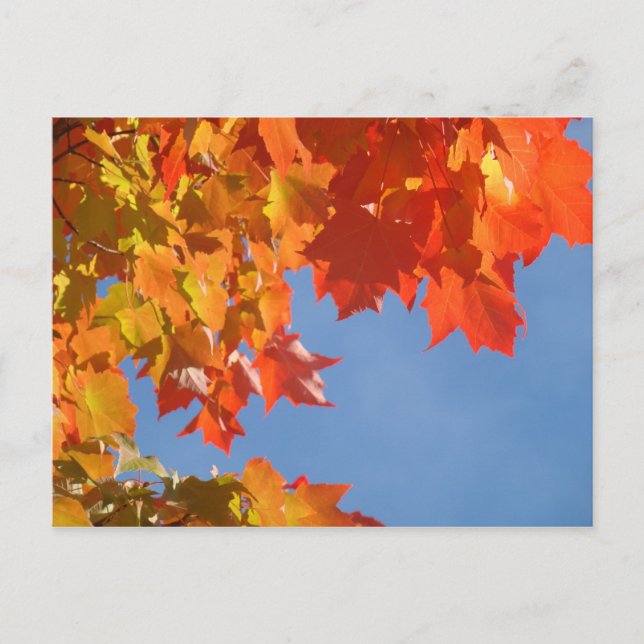 Autumn Leaves postcards Blue Sky Fall Trees (Front)