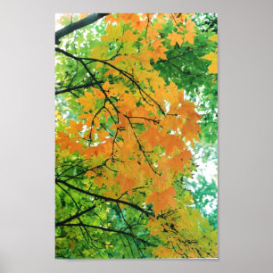 Autumn Leaves Poster