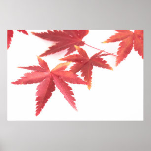 Autumn leaves poster