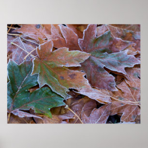 Autumn Leaves Poster Paper (Matte)