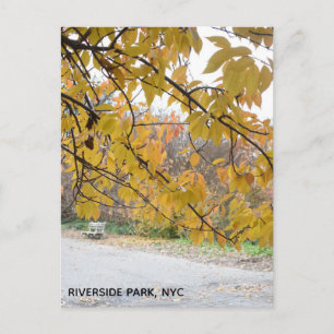 Autumn Leaves Riverside Park New York City NYC Postcard