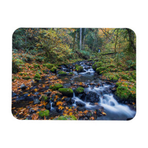 Autumn Leaves Scattered Along Gorton Creek Magnet