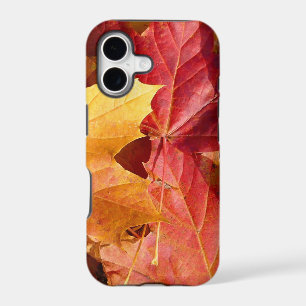 Autumn leaves - Stunning!
