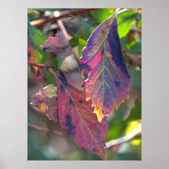 Autumn Leaves with Sunlight Poster (Front)