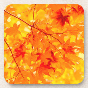 Autumn Leaves Yellow Fall Colour Nature Coaster