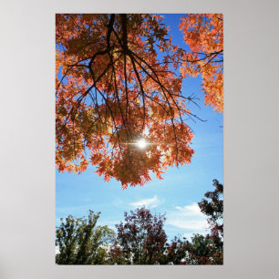 "Autumn Light" Poster