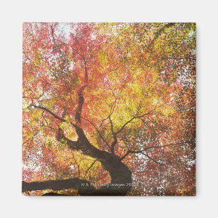 Autumn Magnet
