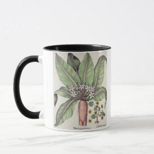 Autumn Mandrake, from the 'Hortus Eystettensis' by Mug