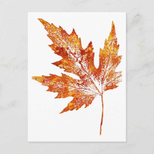 "Autumn Maple #1" Country Roads Postcard (Front)