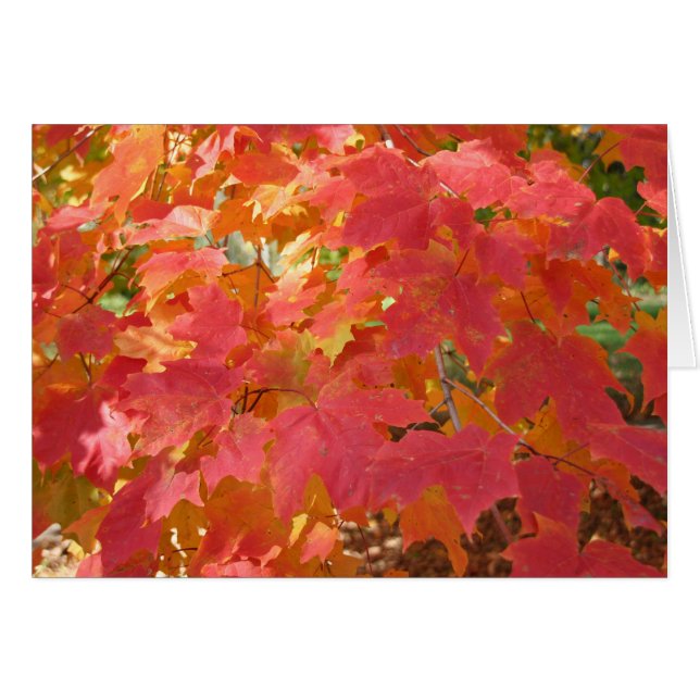 Autumn Maple card (Front Horizontal)