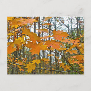 Autumn Maple Foliage Postcard